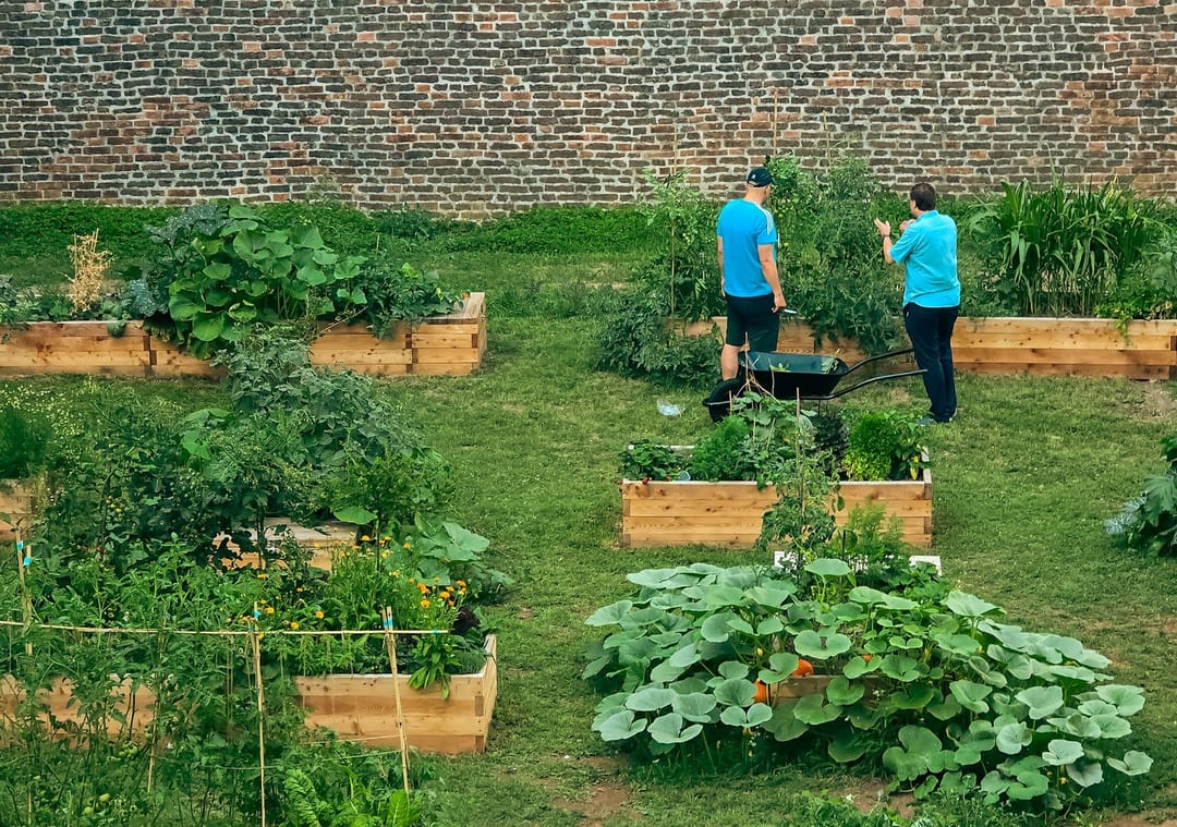 Two volunteers laughing while planting seedlings at a community garden