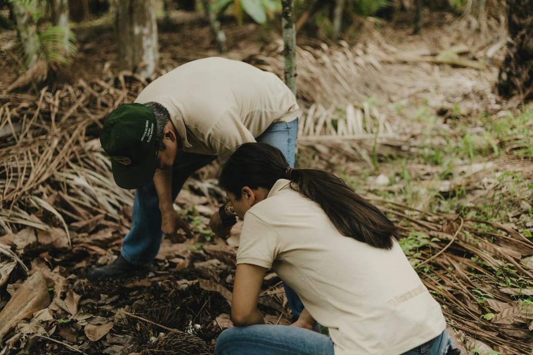 Two volunteers laughing while planting seedlings on a hillside